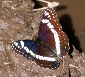 ADMIRAL, WEIDEMEYER'S (Limenitis weidemeyerii) (6-13-2020) barfoot meadow, chiricahua mts, cochise co, az -02