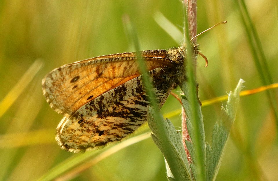 UHLER'S ARCTIC(Oeneis uhleri) (7-31-2019) 11800 ft, lobo overlook off wolf creek pass, san juan nat forest, mineral co, co -01