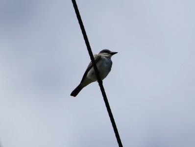 Gray Kingbird