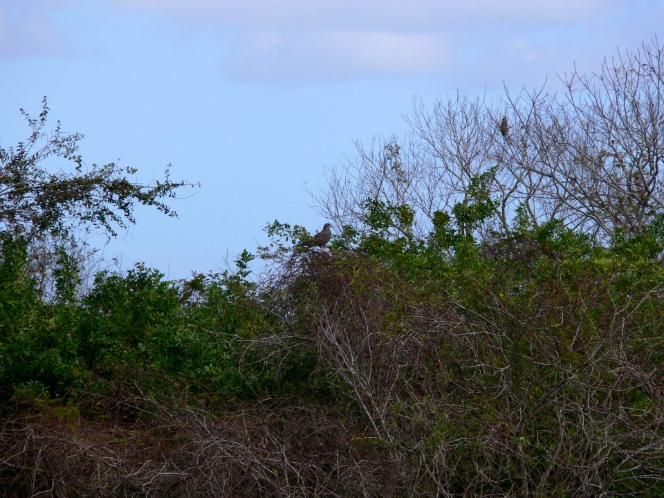 Snail Kite