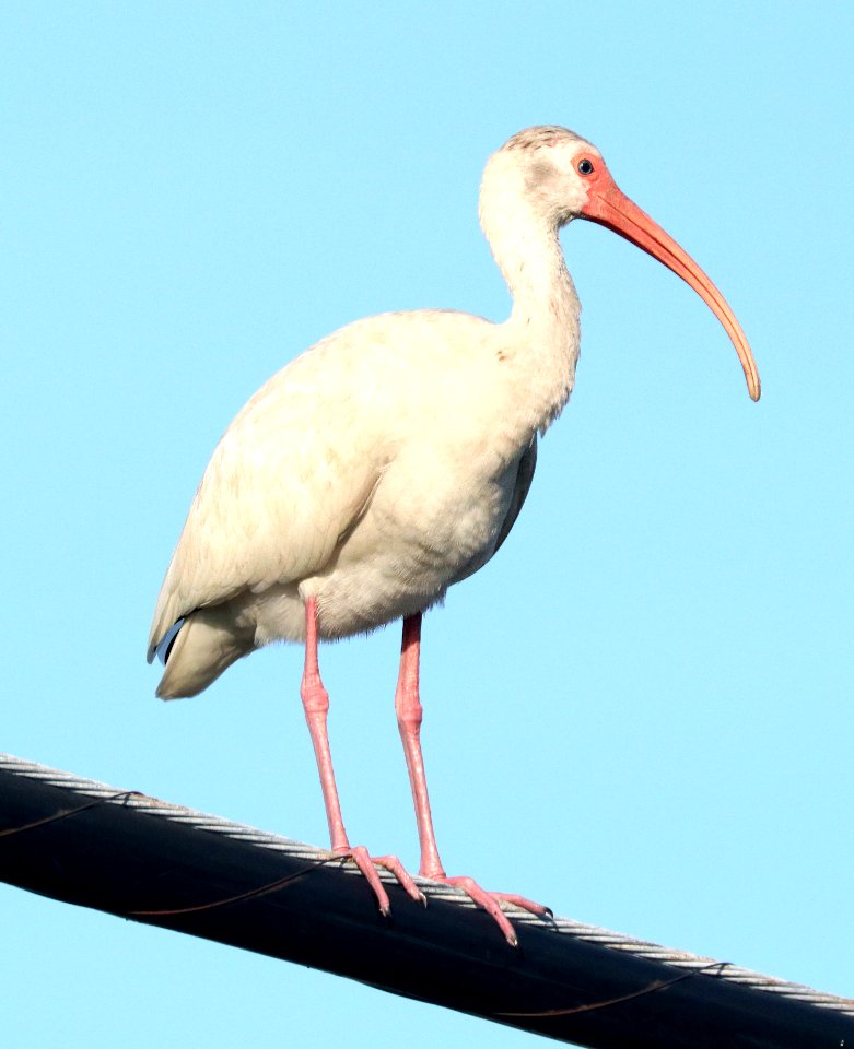 197 - WHITE IBIS (1-3-2020) marathon key, florida -01 photo