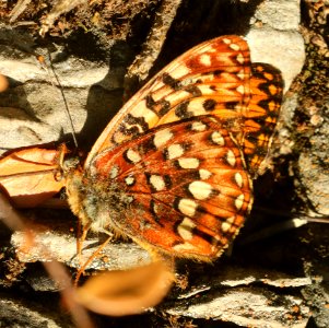 FRITILLARY, GREAT BASIN (Speyeria egleis) (7-26-2019) 7000 ft, cottonwood lake, bridger-teton nat for, east of smoot, lincoln co, wy -03
