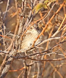 868 - CASSIN'S SPARROW (12-16-2017) lake patagonia estates area, santa cruz co, az -10