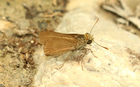 SKIPPER, DUN (Euphyes vestris) (5-5-2019) lost maples state park, bandera co, tx -01