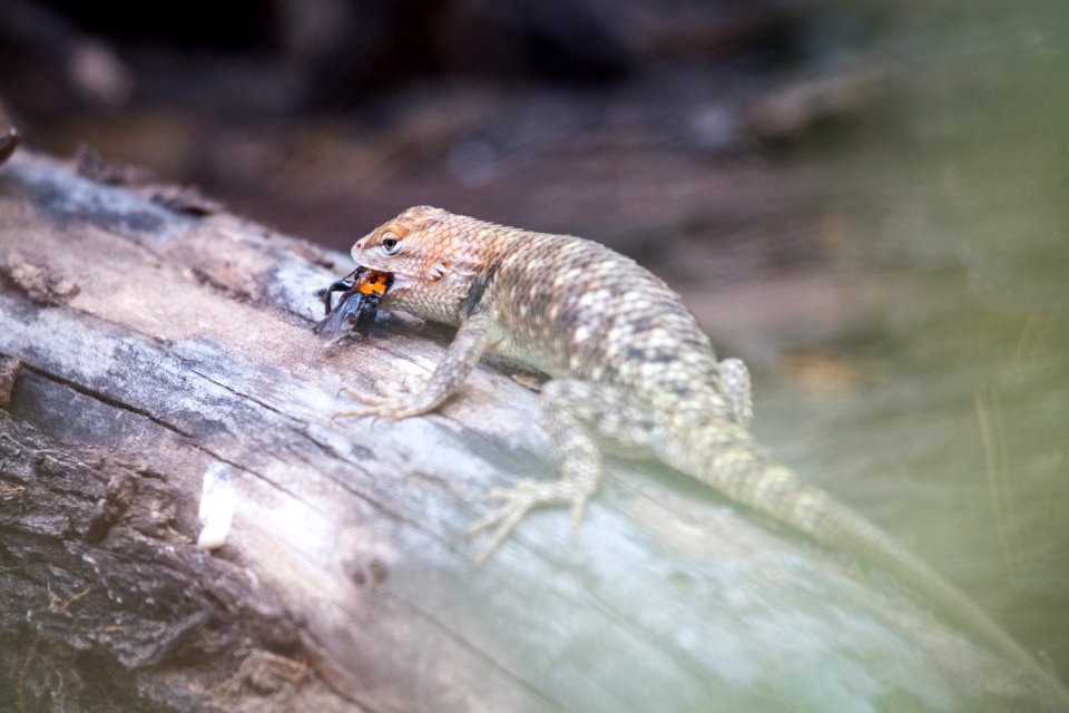 Lizard grabbing a meal