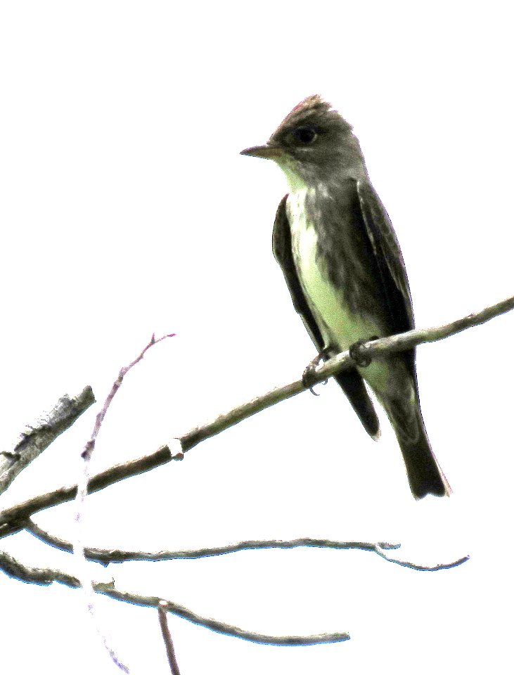 570 - OLIVE-SIDED FLYCATCHER (5-8-2020) guindani trail, whetstone mts, cochise co, az -02