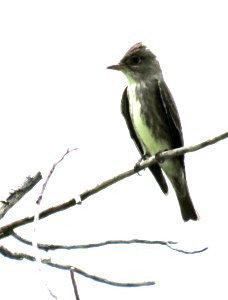 570 - OLIVE-SIDED FLYCATCHER (5-8-2020) guindani trail, whetstone mts, cochise co, az -02
