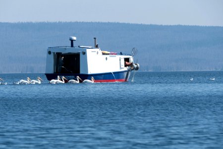 "Kokanee" fishing boat, pelicans and gulls in West Thumb of Yellowstone Lake