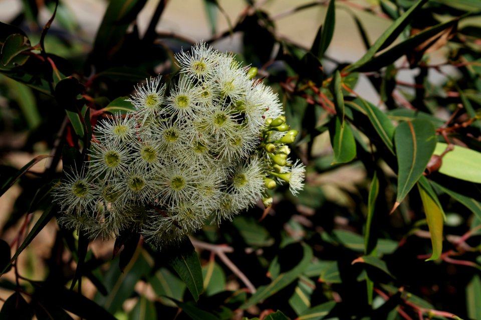 Corymbia gummifera