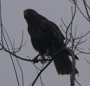 Red-tailed Hawk (Harlan's)