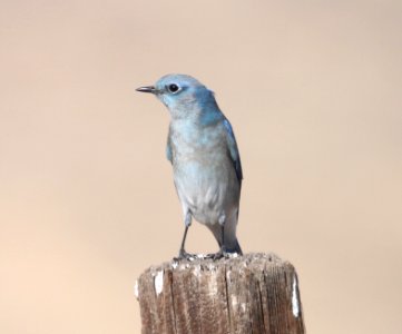 BLUEBIRD, MOUNTAIN (11-8-09) Sprague Hill Rd, Carrizo, slo co, ca -03
