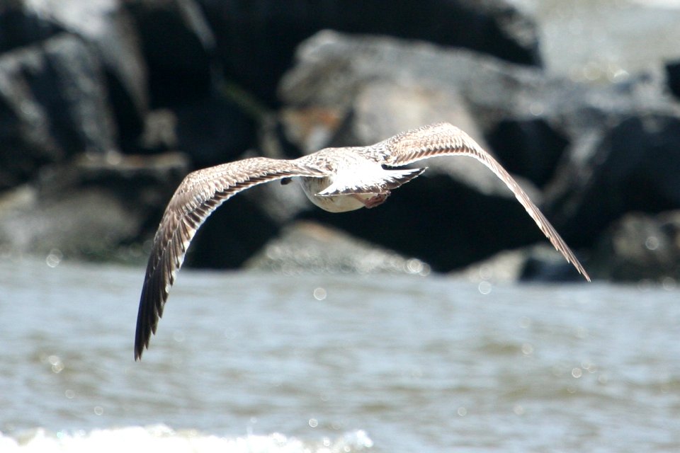 Great Black-backed Gull