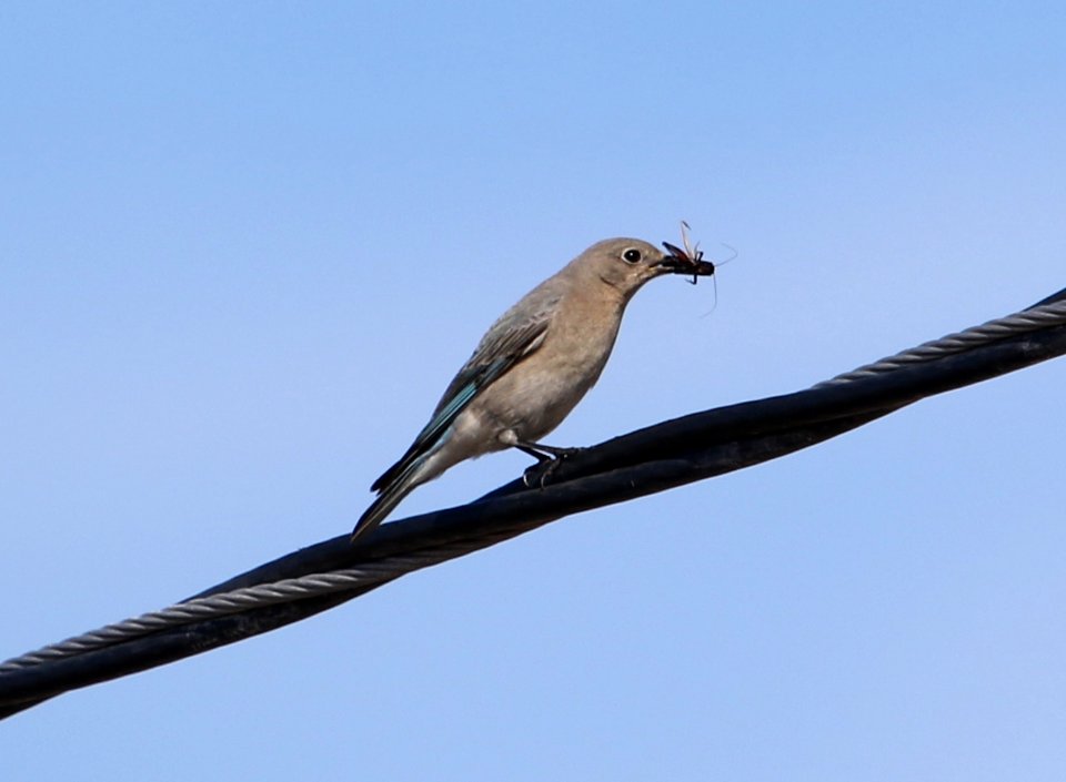 Mountain Bluebird
