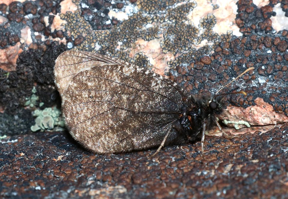 ARCTIC, MELISSA (Oeneis melissa beanii) (7-21-2020) 11100 ft, bear tooth hwy, park co, wy (2)