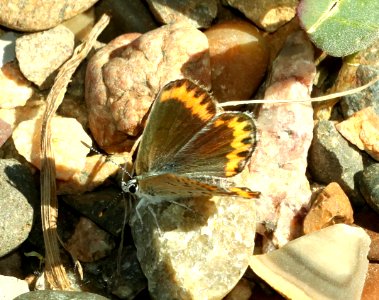 BLUE, MELISSA (Lycaeides melissa) (6-12-2018) custer co, mt -05