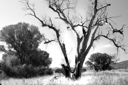 AZ - SAN RAFAEL VALLEY GRASSLANDS, SE of Patagonia, scc (36) photo