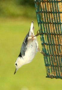 686 - WHITE-BREASTED NUTHATCH (9-27-2018) pepperell, middlesex co, ma -02