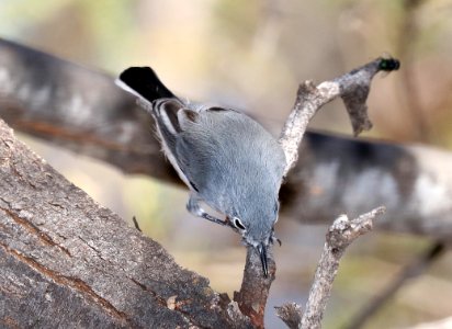 704 - BLACK-CAPPED GNATCATCHER (11-24-2017) patagonia lake birding trail, santa cruz co, az -01