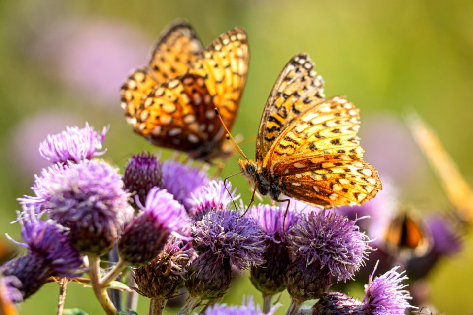 Hydaspe butterflies, Mammoth Hot Springs