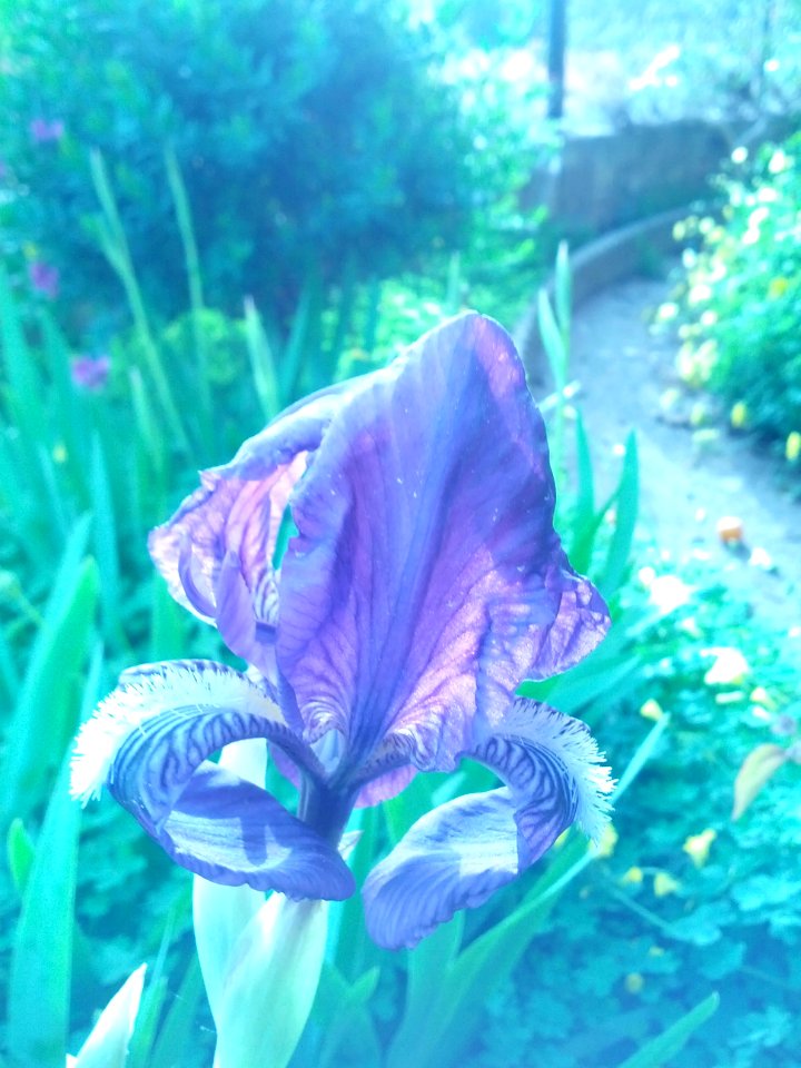 Iris, i poeti ci giocano; i pittori ci navigano.
