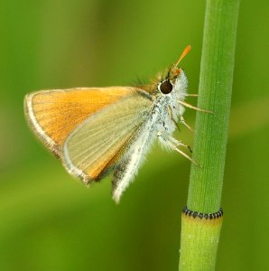 SKIPPERLING, GARITA ( Oarisma garita) (7-12-2019) medicine bow national forest, 8000 ft, carbon co, wy -01