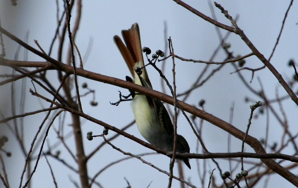 Ash-throated Flycatcher