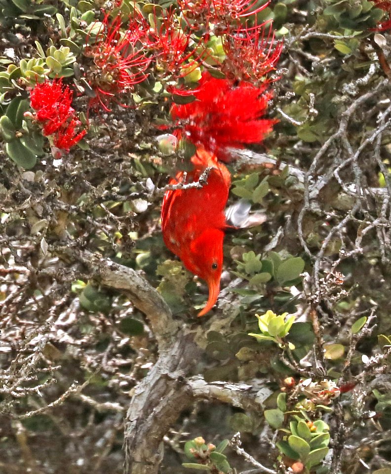 I'IWI (8-30-2017) hakalau forest national wildlife refuge, hawaii co, hawaii -15