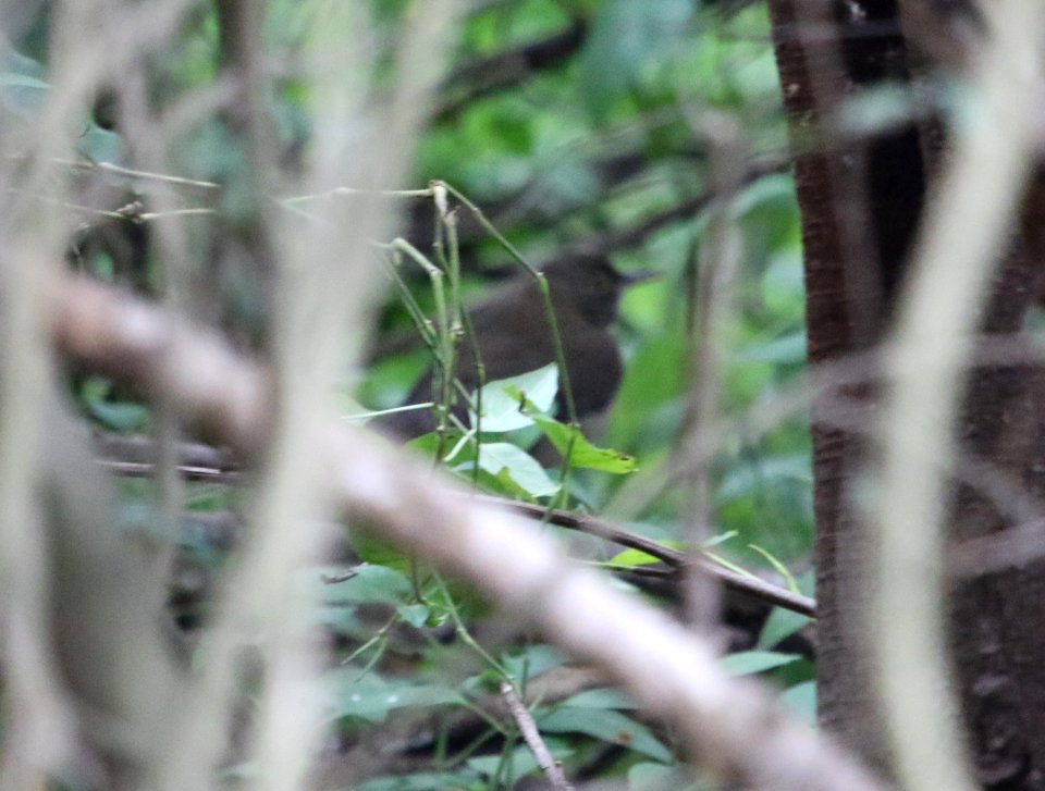 White-throated Thrush