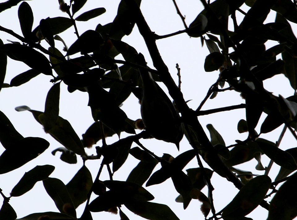 Black-throated Gray Warbler