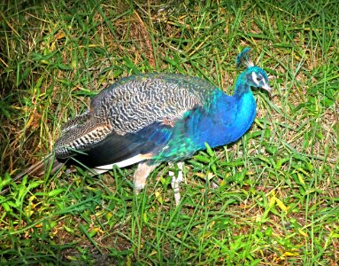 COMMON PEAFOWL (8-29-2017) makalei golf club, kalaoa, hawaii co, hawaii-03