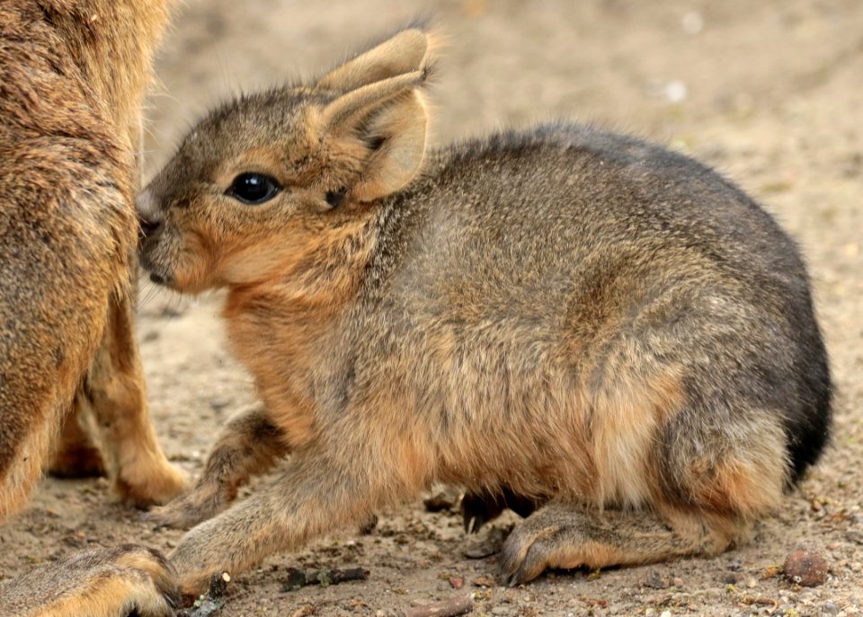 Patagonian hare artis BB2A0625