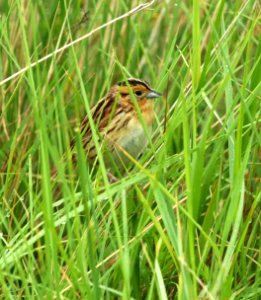 887 - LECONTE'S SPARROW (6-9-2018) grand forks co, nd -15