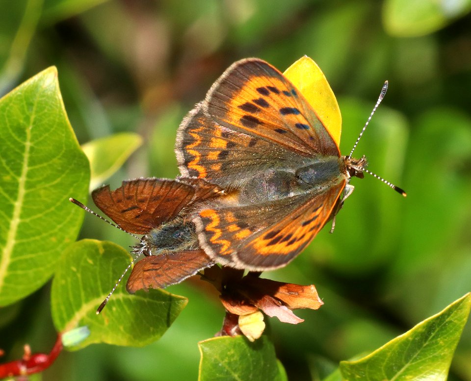 COPPER, PURPLISH (Lycaena helloides) (8-7-2020) 10500 ft, wolf creek pass, mineral co, co -02