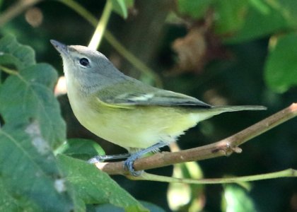 Bell's Vireo