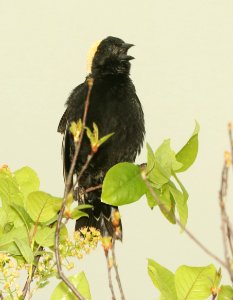 928 - BOBOLINK (6-3-2018) muniscong wildlife area, chippewa co, mi -06
