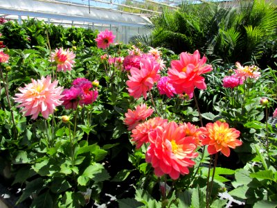 Dahlias
