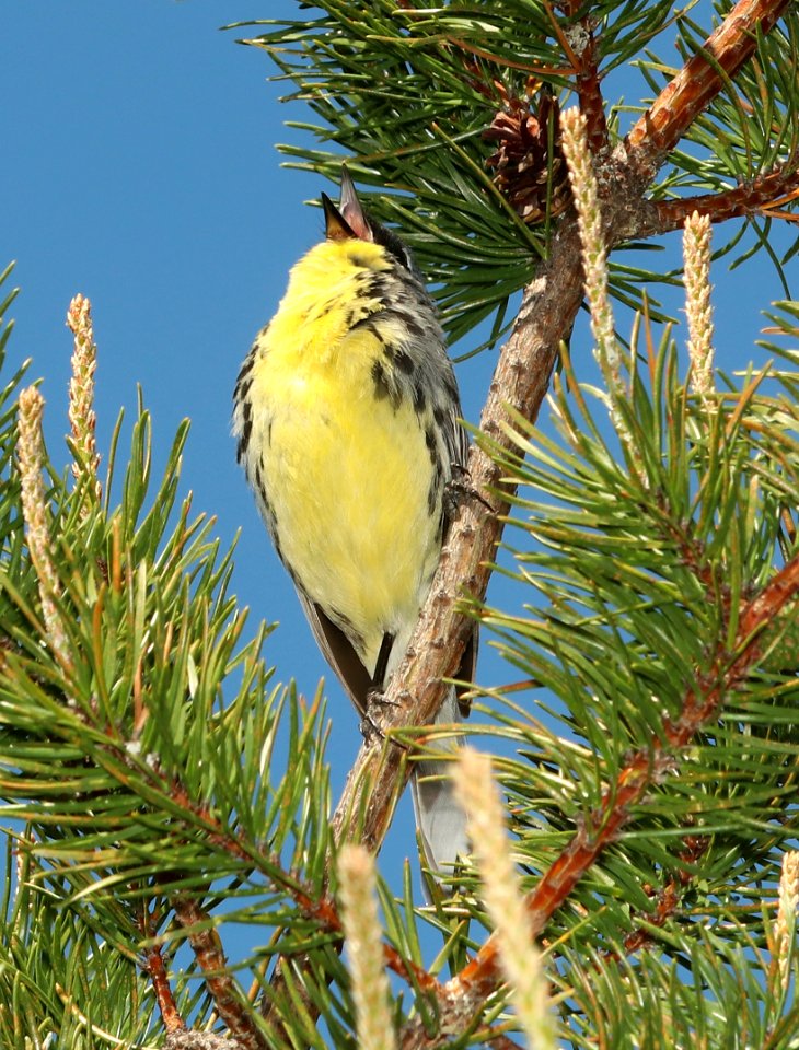 821 - KIRTLAND'S WARBLER (6-2-2018) crawford co, mi -18