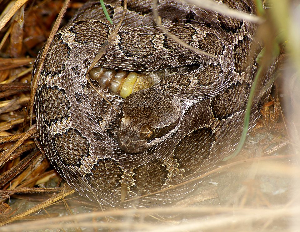 RATTLESNAKE, NORTHERN PACIFIC (crotalis oregonus) (10-3-08) montana de oro state park, slo co, ca  -3 juv