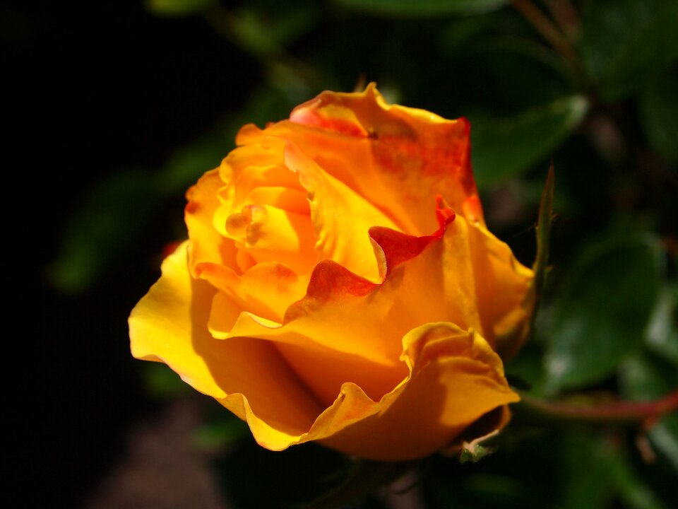 Flourish in bloom petals
