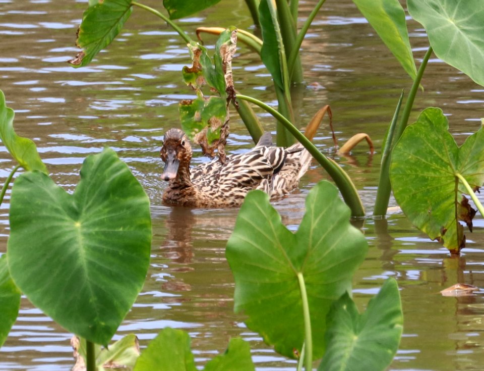 HAWAIIAN DUCK (4-28-2018) hanalei nat wildlife refuge, kauai co, hawaii -02