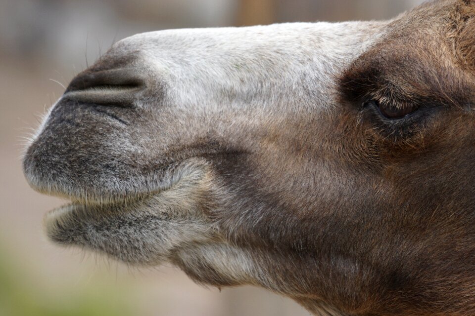 Camel desert ship portrait