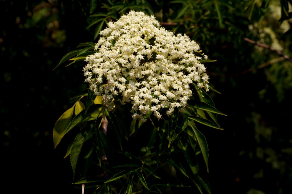 Canada elderberry flowering (Sambucus canadensis)