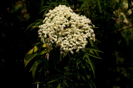 Canada elderberry flowering (Sambucus canadensis) photo