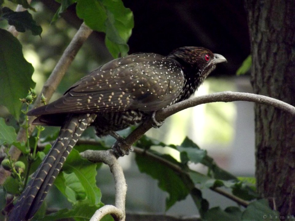 Female Asian Koel