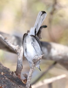 704 - BLACK-CAPPED GNATCATCHER (11-24-2017) patagonia lake birding trail, santa cruz co, az -05.
