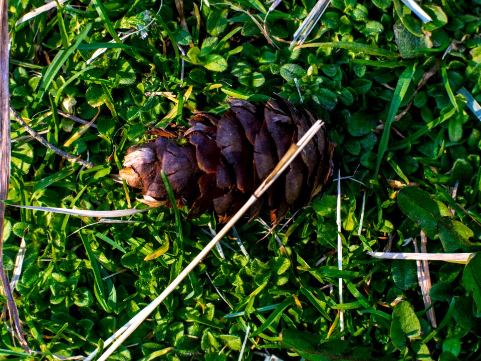 Pinecone