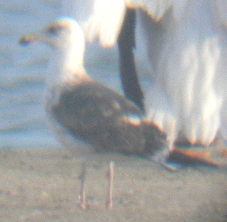 Lesser Black-backed Gull