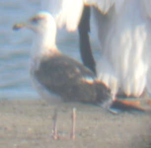 Lesser Black-backed Gull