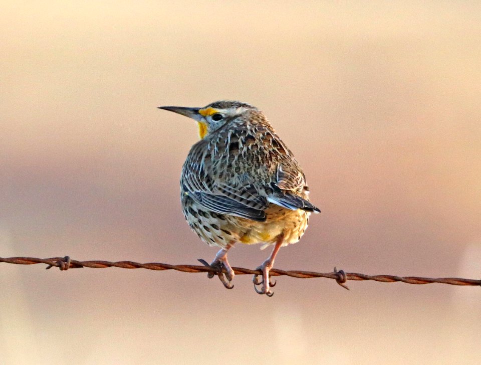 932 - LILIAN'S EASTERN MEADOWLARK (12-4-2017) san rafael grasslands, santa cruz co, az -01