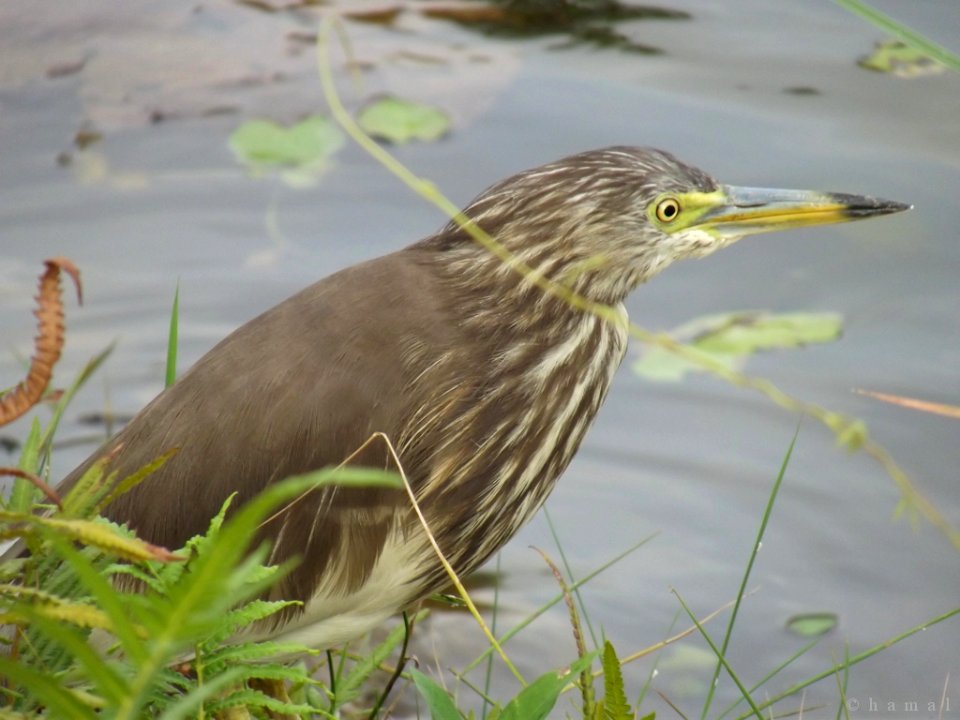 Indian pond heron